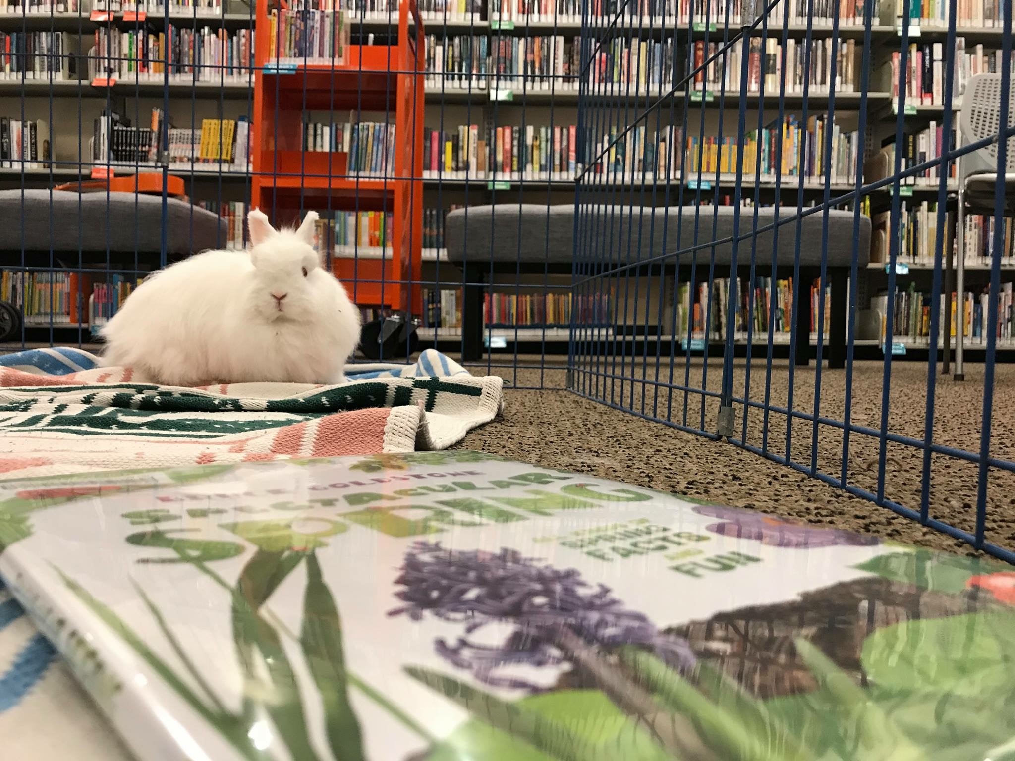 Read with a friend from Harvest Home Animal Sanctuary